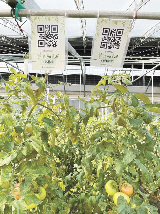 智慧大棚工人通過(guò)掃描二維碼，便可查詢當(dāng)前的作業(yè)情況。《中國(guó)新聞》報(bào) 魏寒冰 攝