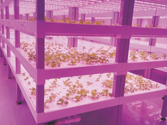 在物美植物工廠里，通過(guò)LED燈的照射，蔬菜散發(fā)勃勃生機(jī)。受訪者供圖